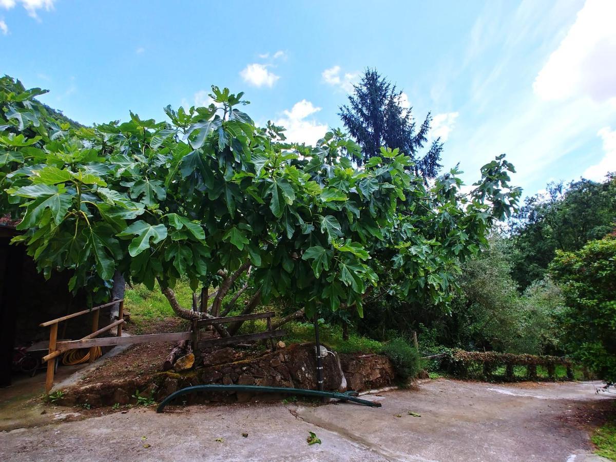 Agricamping Ponteraggio N.1 Hotel Dolceacqua Exterior photo